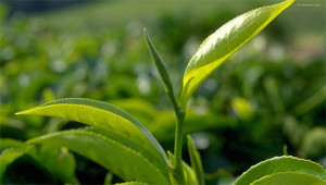 Thee - Camellia sinensis