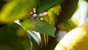 Citroen - Citrus limon