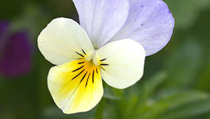 Pensée - Viola tricolor Pensée - Viola tricolor