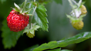 fragaria-vesca-l-kleinTRMksrtWh2ZUO fragaria-vesca-l-kleinTRMksrtWh2ZUO