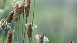 plantago-lanceolata-l-kleinf5Mdv0PgBCBYF plantago-lanceolata-l-kleinf5Mdv0PgBCBYF