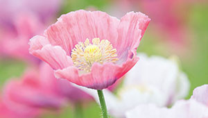 Pavot somnifère (ou des jardins) - Papaver somniferum Pavot somnifère (ou des jardins) - Papaver somniferum