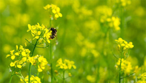 Moutarde - Brassica nigra Moutarde - Brassica nigra