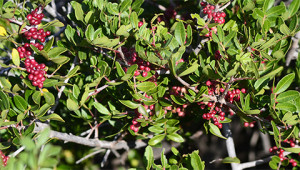 Arbre au mastic (ou pistachier lentisque) - Pistacia lentiscus Arbre au mastic (ou pistachier lentisque) - Pistacia lentiscus