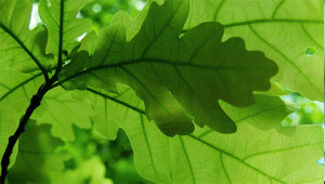 Chêne - Quercus robur