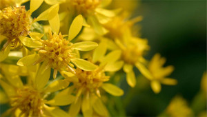 Verge d’or (ou solidage) - Solidago virgaurea Verge d’or (ou solidage) - Solidago virgaurea