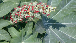 Ricin commun - Ricinus communis Ricin commun - Ricinus communis