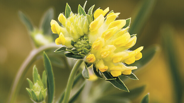 Wundklee-Anthyllis-vulneraria-0062-querFPHmQFBhRylQp Wundklee-Anthyllis-vulneraria-0062-querFPHmQFBhRylQp