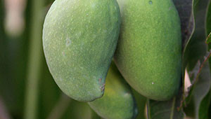 Mango - Mangifera indica