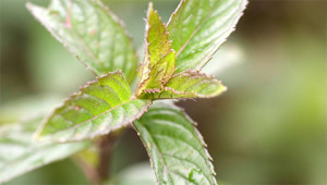 Menthe poivrée - Mentha piperita Menthe poivrée - Mentha piperita