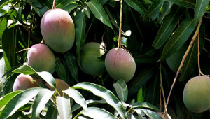 Dr. Hauschka Beurre de mangue d‘Inde Dr. Hauschka Beurre de mangue d‘Inde