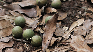 Dr. Hauschka Noix de Macadamia du Kenya Dr. Hauschka Noix de Macadamia du Kenya