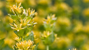 Gentiane jaune - Gentiana lutea Gentiane jaune - Gentiana lutea