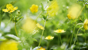 Potentille - Potentilla officinalis Potentille - Potentilla officinalis