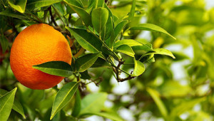 Orange amère - Citrus aurantium amara Orange amère - Citrus aurantium amara