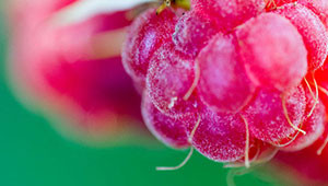 Framboise - Rubus idaeus Framboise - Rubus idaeus