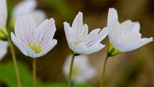 Oxalide - Oxalis acetosella Oxalide - Oxalis acetosella