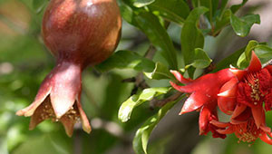 Grenade - Punica granatum Grenade - Punica granatum