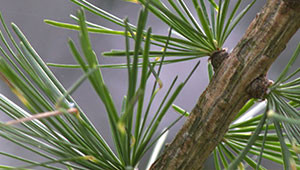 Mélèze d’Europe - Larix decidua Mélèze d’Europe - Larix decidua