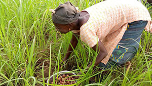 Dr. Hauschka Beurre de karité du Burkina Faso Dr. Hauschka Beurre de karité du Burkina Faso