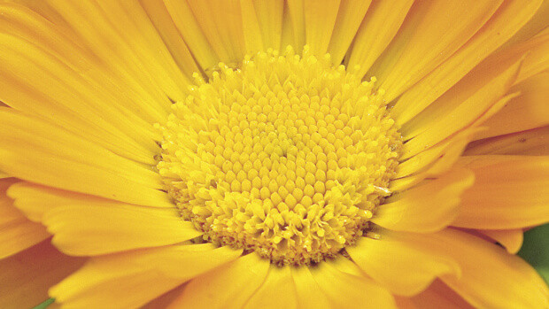 Ringelblume-Calendula-officinalis-2899-querqhmovnNuvmxFr Ringelblume-Calendula-officinalis-2899-querqhmovnNuvmxFr