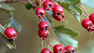 Aubépine monogyne - Crataegus monogyna Aubépine monogyne - Crataegus monogyna