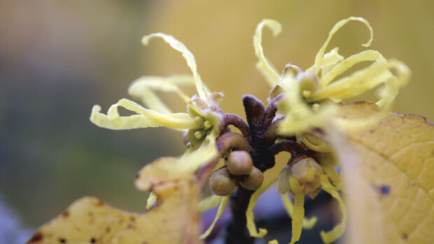 Zaubernuss-Hamamelis-virginiana-53523parOXcZOnBxL Zaubernuss-Hamamelis-virginiana-53523parOXcZOnBxL