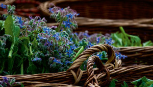 Dr. Hauschka Lexique des plantes médicinales Dr. Hauschka Lexique des plantes médicinales